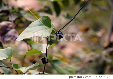 Fruit of Aotutsurafuji 71549972