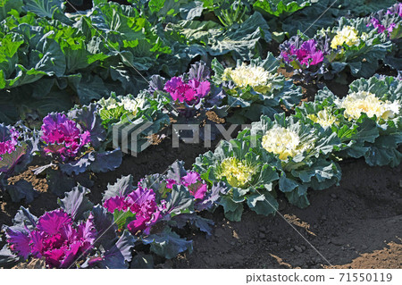 Leaf button (leaf peony) 71550119