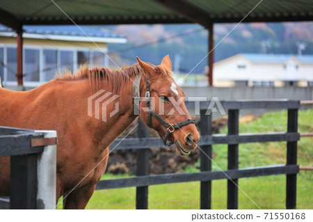 Thoroughbred Thoroughbred 71550168