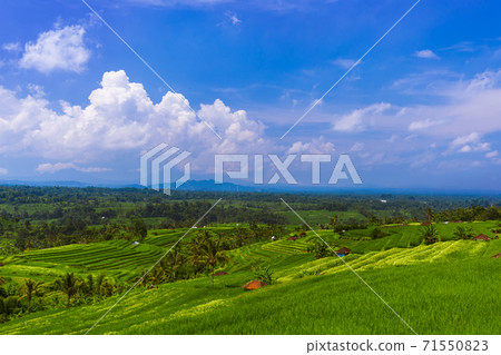 Rice fields - Bali island Indonesia 71550823