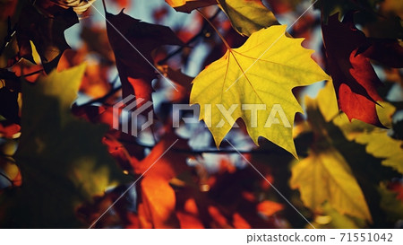 Autumn. Beautiful colorful leaves on trees in autumn time. Natural seasonal color background. 71551042