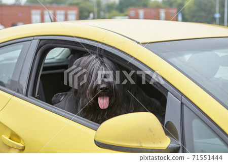 Dog sits inside car with head in opened window. 71551444