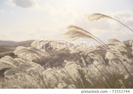Image of autumn Akiyoshidai Japanese pampas grass Image of autumn Akiyoshidai Japanese pampas grass 71551744