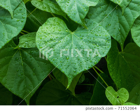 Tinospora cordifolia local name guduchi, and giloy, is an herbaceous vine of the family Menispermaceae indigenous to the tropical areas of India use as Ayurveda medicine Tinospora cordifolia local name guduchi, and giloy, is an herbaceous vine of the family Menispermaceae indigenous to the tropical areas of India use as Ayurveda medicine 71552064