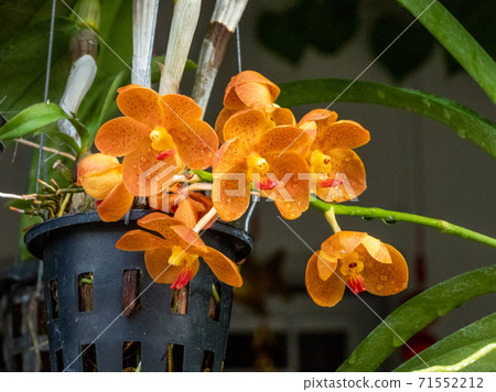 yellow gold spots Vanda orchids in nature yellow gold spots Vanda orchids in nature 71552212