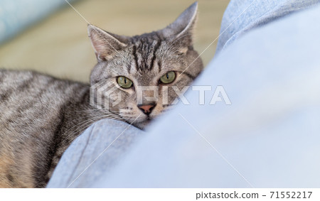 Staring cat, Sabatra cat Staring cat, Sabatra cat 71552217