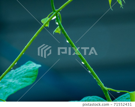 tinospora cordifolia herb vine calling in common name as guduchi and giloy 71552431