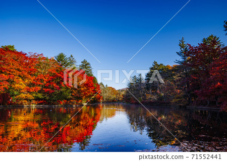 Karuizawa Town, Nagano Prefecture ・ Autumn leaves of Kumoba Pond shining in the morning sun [Nagano Prefecture] 71552441