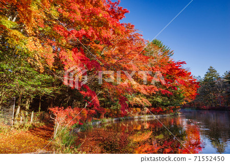 Karuizawa Town, Nagano Prefecture ・ Autumn leaves of Kumoba Pond shining in the morning sun [Nagano Prefecture] 71552450