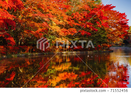 Karuizawa Town, Nagano Prefecture ・ Autumn leaves of Kumoba Pond shining in the morning sun [Nagano Prefecture] 71552456