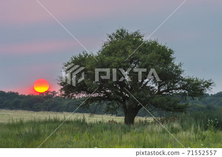 Pampas Landscape 71552557