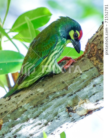 coppersmith barbet, crimson-breasted barbet, coppersmith on a branch 71552781