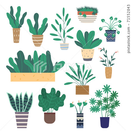 Plants growing in pots or planters. Set of green indoor houseplants and flowers Plants growing in pots or planters. Set of green indoor houseplants and flowers 71552843