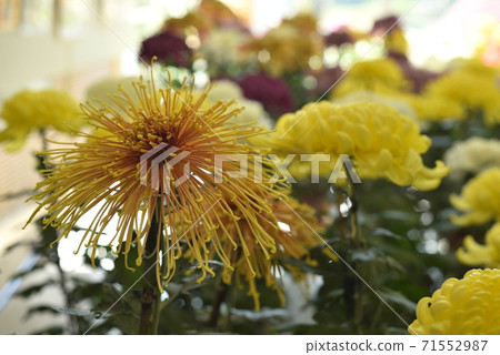 黃線菊花 71552987