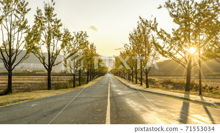 Ginkgo Tree Road in Gyeongju Ginkgo Tree Road in Gyeongju 71553034
