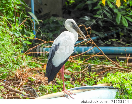 asian openbill stork standing in green rice field 71553144