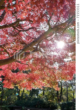 十一月的陽光和秋天的落葉 71553311