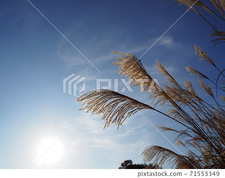 鈴木的刷子 71553349