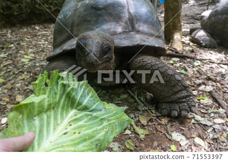 Feeding a Giant Aldabra Tortoise Aldabrachelys gigantea in the forest, at Prison Island, Zanzibar, Tanzania 71553397
