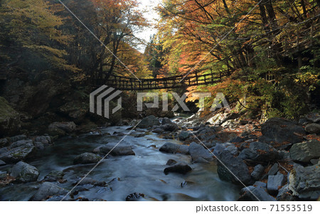 Onnabashi (front) and Otokobashi of "Okuiya Double Kazura Bridge" in Okuiya district, Miyoshi City, Tokushima Prefecture 71553519
