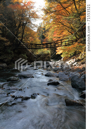 德島縣三好市奧伊谷地區的“奧伊谷雙重克倉橋”的雌橋（前）和公橋 71553521