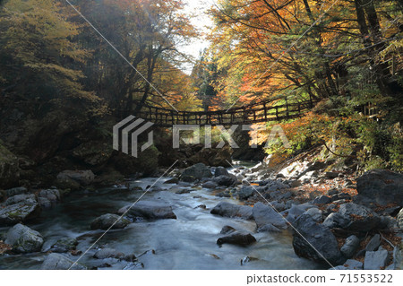 Onnabashi (front) and Otokobashi of "Okuiya Double Kazura Bridge" in Okuiya district, Miyoshi City, Tokushima Prefecture 71553522
