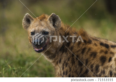 Hyena South Africa 71553555