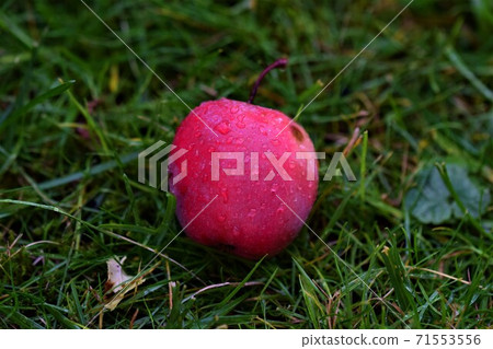 One red wet apple lies on green lawn 71553556