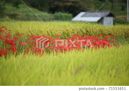 Cluster amaryllis, rice fields and hut roof Cluster amaryllis, rice fields and hut roof 71553851