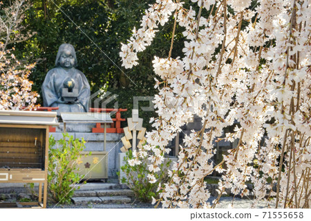 Senbon Shakado Daihoonji Temple Okamezuka and Okame Sakura Senbon Shakado Daihoonji Temple Okamezuka and Okame Sakura 71555658