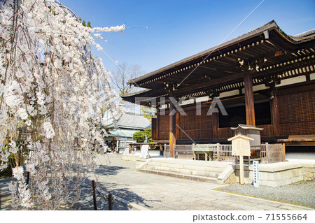 Senbon Shakado Daihoonji Main Hall and Agame Sakura Senbon Shakado Daihoonji Main Hall and Agame Sakura 71555664
