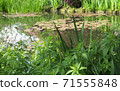 Monet's Garden, Giverny, Water Garden 01 71555848