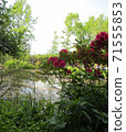Monet's Garden, Giverny, Water Garden 06 71555853