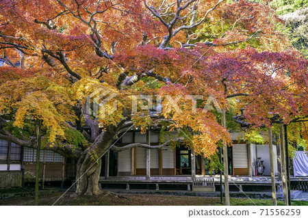 擁有美麗的秋葉的賴山千龍寺（福岡縣伊藤島市） 71556259