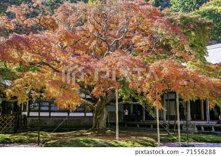 Raizan Senryoji Temple with beautiful autumn colors (Itoshima City, Fukuoka Prefecture) 71556288