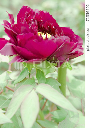 The name of this red-purple peony flower is Rinpo. The name of this red-purple peony flower is Rinpo. 71556292