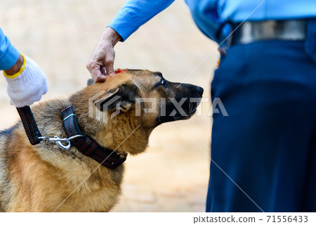 Dog festival Kukur Tihar in Kathmandu, Nepal 71556433