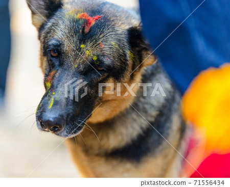 Dog festival Kukur Tihar in Kathmandu, Nepal 71556434