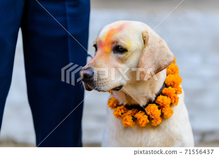 Dog festival Kukur Tihar in Kathmandu, Nepal 71556437