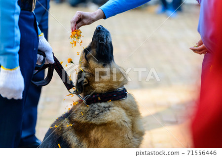 Dog festival Kukur Tihar in Kathmandu, Nepal 71556446