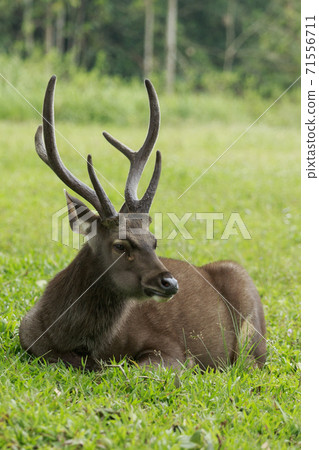 beautiful sambar deer horn in khaoyai national park thailand beautiful sambar deer horn in khaoyai national park thailand 71556711