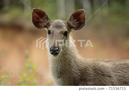 headshot of sambar deer in khao yai national park thailand 71556715