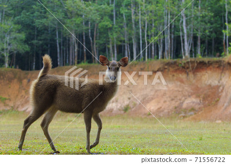 young female sambar deer in khao yai national park thailand1 71556722