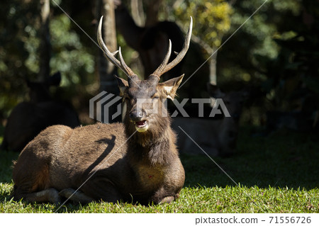 male sambar deer in khao yai national park thailand male sambar deer in khao yai national park thailand 71556726