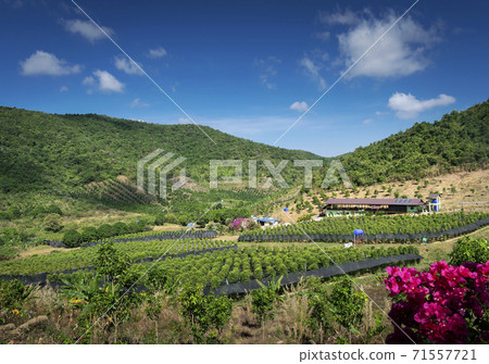 rural valley landscape with pepper farm near kampot cambodia 71557721