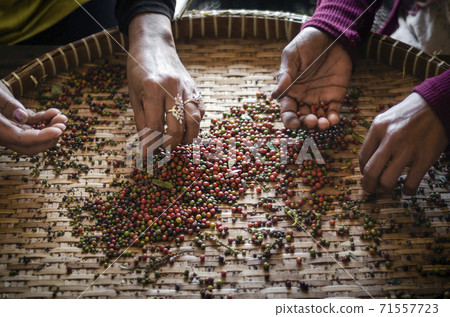 farm workers sorting fresh pepper peppercorns in kampot cambodia farm workers sorting fresh pepper peppercorns in kampot cambodia 71557723