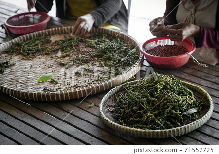 farm workers sorting fresh pepper peppercorns in kampot cambodia 71557725