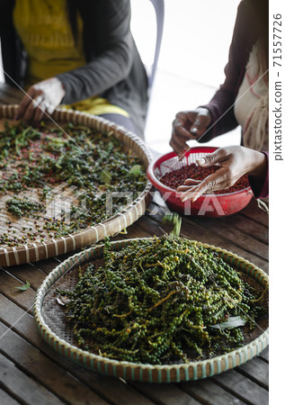farm workers sorting fresh pepper peppercorns in kampot cambodia farm workers sorting fresh pepper peppercorns in kampot cambodia 71557726