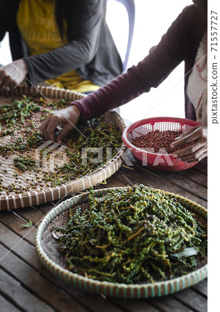 farm workers sorting fresh pepper peppercorns in kampot cambodia farm workers sorting fresh pepper peppercorns in kampot cambodia 71557727