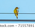 olive-backed sunbird perched on the wire 71557891
